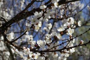 a sakura é florescendo. Primavera Flor do cereja árvore. foto