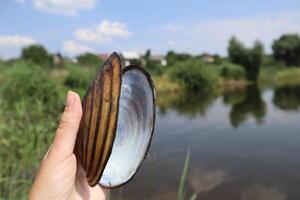 mão segurando esvaziar Concha perto lago. foto