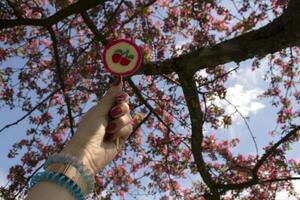 pirulito dentro mulher mão contra uma florescendo cereja árvore fundo. foto