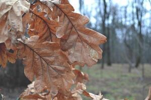 carvalho árvore folhas dentro a floresta. outono Inverno temporadas foto