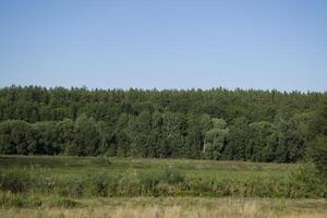 verão campo cenário panorama. foto