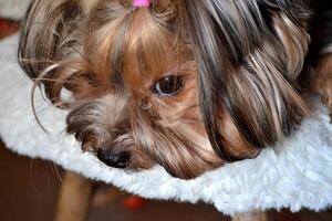 entediado yorkshire terrier em a cama. entediado cachorro foto