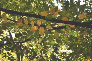 verde e amarelo folhas. sazonal madeiras. às a fim do verão. foto