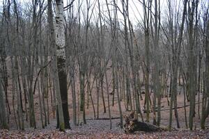 andar dentro a inverno floresta. queda folhas. sazonal madeiras. foto