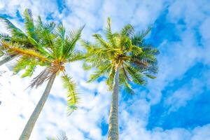 Palma árvores contra azul céu branco nuvens do tropical verão período de férias fundo foto