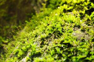 verde musgo em a rochas, úmido dentro a meio do a floresta. foto