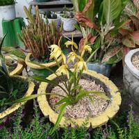 amarelo orquídea dentro vaso de flores com cacto dentro a jardim. foto