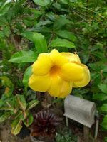 amarelo allamanda flor dentro a jardim. foto