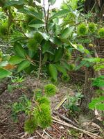 uma árvore com verde folhas e fruta suspensão a partir de isto foto