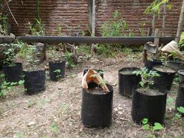 a plantar é dentro a Preto plástico Panela em a chão. foto