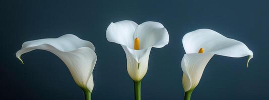 ai gerado três grande branco calla lírios dentro retrato foto