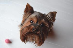 yorkshire terrier em a branco fundo. foto