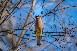 cedro waxwing em uma ramo foto