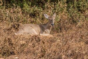 fêmea whitetail veado sentado foto