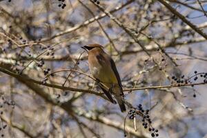 cedro waxwing pássaro posando foto