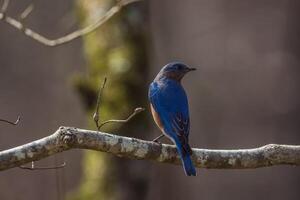 masculino Oriental pássaro azul em uma ramo foto