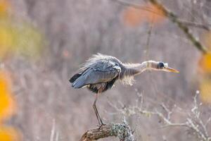 azul garça tremendo água fora foto