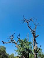 típica africano árvores dentro a savana do a masai mara parque dentro Quênia. foto