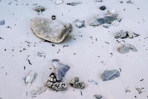 desbotado corais com orgânico formas em a de praia dentro a Maldivas. foto