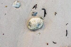 desbotado corais com orgânico formas em a de praia dentro a Maldivas. foto