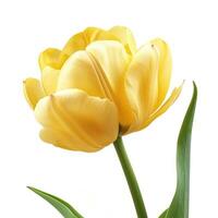 ai gerado solteiro amarelo tulipa isolado em branco foto