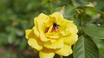 uma abelha poliniza uma amarelo flor. uma abelha ocupado bebendo néctar a partir de a flor foto