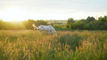 uma branco cavalo roça dentro uma Prado perto a Vila. uma branco cavalo roça em uma verão Prado. foto