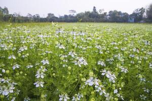 florescendo branco Nigella sativa flores dentro a campo com azul céu. natural panorama Visão foto