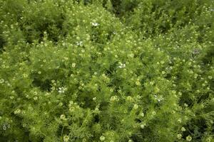 florescendo branco Nigella sativa flores dentro a campo. topo Visão textura fundo foto