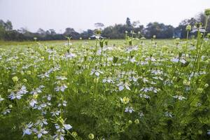 florescendo branco Nigella sativa flores dentro a campo com azul céu. natural panorama Visão foto