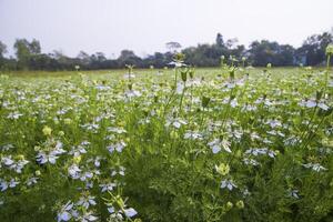 florescendo branco Nigella sativa flores dentro a campo com azul céu. natural panorama Visão foto