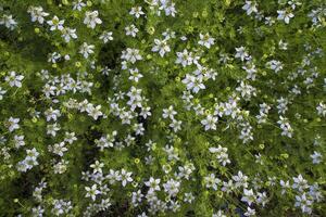 florescendo branco Nigella sativa flores dentro a campo. topo Visão textura fundo foto