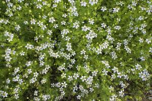 florescendo branco Nigella sativa flores dentro a campo. topo Visão textura fundo foto