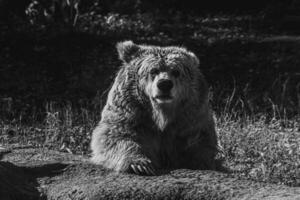 lindo tien Shan Castanho Urso foto