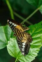 macro lindo borboleta partenos Sílvia foto