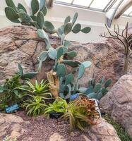 a exposição do plantas dentro a construção do a botânico jardim dentro Washington, EUA dentro inverno. foto