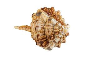 Concha do mar molusco galinhola murex, lat. Haustellum haustelo, isolado em branco fundo foto