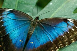 macro lindo borboleta morfo Helenor foto