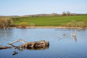 uma Vila lago, uma verde campo do jovem trigo, uma trator em pé dentro uma campo, a velho lago, uma lago dentro a floresta, uma panorama do natureza dentro Rússia Tartaristão, Primavera lado de fora a cidade foto