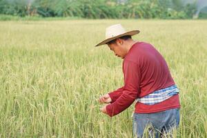 ásia homem agricultor desgasta chapéu, vermelho camisa, inspecionar arroz plantas às arroz campo. conceito, agricultura ocupação, levar Cuidado do cultivo para produzir a melhor produtos. tailandês agricultor. foto