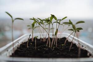 mudas às lar. a hastes do jovem tomates esticam para cima. mudas a partir de a chão, remendos para mudas. foto