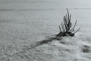 uma arbusto Gravetos Fora do a neve em uma branco fundo. minimalista fotografia do inverno natureza. Preto e branco cenário. foto