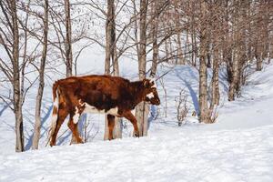 uma jovem bezerro perdido a partir de a rebanho anda em casa dentro a neve. uma pequeno Castanho vaca anda em em profundo neve. foto