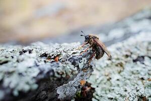 uma desgrenhado abelha do a norte regiões do Rússia rastreado Fora em uma pedra depois de hibernação, a inseto com asas senta em uma pedra, uma mosca seca Está asas taiga animais selvagens. foto