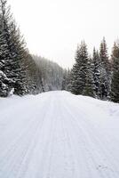 coberto de neve esvaziar estrada sem carros. uma estrada indo em linha reta para a montanhas. alta poderoso árvores estão coberto com neve. uma viagem dentro a selvagem dentro inverno foto