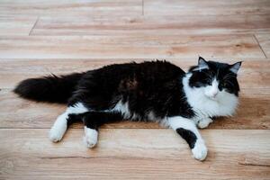 uma lindo fofo gordo gato com Preto e branco cabelo mentiras em a chão. a animal descansa. uma de raça pura gato com uma grandes suave casaco. fofa fofos foto