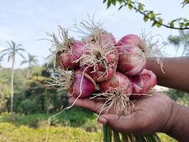 agricultor mão segurando vermelho cebola dentro a campo campo do Bangladesh foto