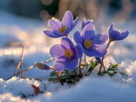 ai gerado primeiro Primavera flores florescendo através a neve foto