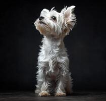 ai gerado pequeno branco cachorro senta em Preto fundo e parece acima. foto