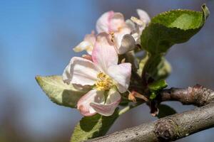 macieira, malus domestica foto